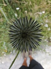 Close-up of a burdock (arctium) from a bird's eye view with sharp spines, Thuringian Forest