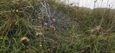 A spider web with dew drops stretches across a meadow with flowers, High Tatras, Poland