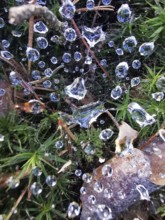 Dew drops on spider webs and plants, in a detailed and humid environment