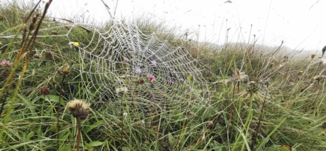 A spider web covered with dew stretches across a foggy meadow, High Tatras, Poland