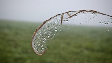 Fine dew drops on a spider web in foggy surroundings, Thuringian Forest