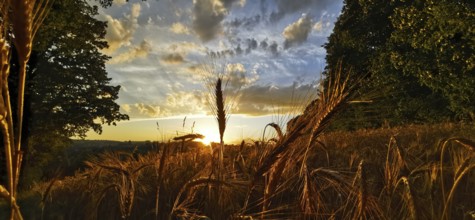 Romantic sunset with golden ears of corn in the field and dramatic cloudy sky, Franconian Forest