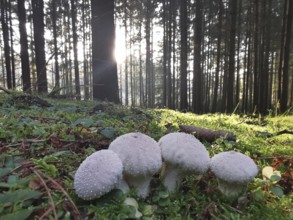 Small mushrooms in a mossy forest with sunlight streaming through tall trees, bottle boviste