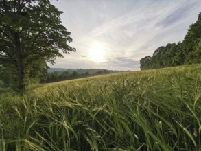 A sunny field with tall grass and a single tree representing a peaceful natural landscape