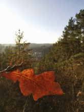 Red autumn leaf on a branch in front of a wooded landscape and low sun, Franconian Forest