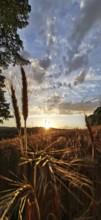 Sunset over a cornfield with dramatic sky and golden evening mood, Franconian Forest nature park