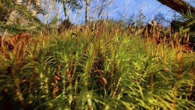Dense moss (musco) and plants sprout from the forest floor, illuminated by sunlight, Franconian