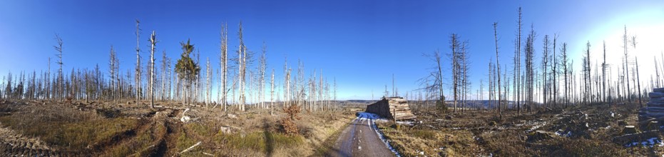 Tree stumps in a wide forest landscape under a clear blue sky, a barren scene, spruce forest
