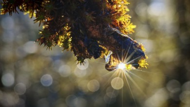 A ray of sunlight illuminates a branch with moss in an atmospheric macro shot, Franconian Forest