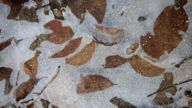 Frozen leaf layer, patterns covered by ice, textures of frost and nature, Frankenwald
