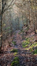 Forest trail covered with leaves surrounded by trees, autumnal colors with mossy spots, Franconian