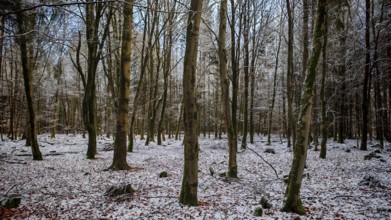 Snowy forest with bare trees, radiates peace and winter magic, Rennsteig, Frankenwald nature park