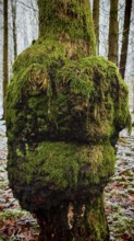 Tree covered in moss in a snow-covered forest, conveys peace and naturalness, forest spirit, face,