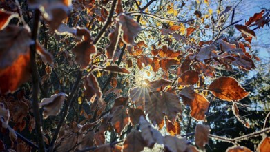 Sunlight shines through frost-covered colorful leaves, Rennsteig, Frankenwald nature park Park