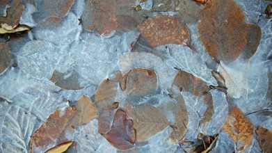 Frozen leaves on an ice rink, combining autumn and winter colors, Franconian Forest nature park
