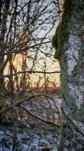 Moss-covered birch (Betula) in the light of the winter sun, Franconian Forest