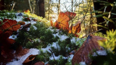 Leaves and moss with snowspots in sunlight in the forest, Frankenwald nature park Park, Rennsteig