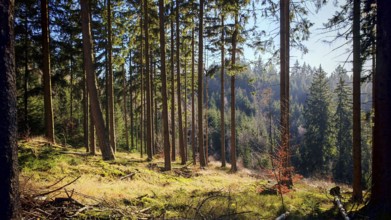 Sunlight floods a high, quiet forest with green foliage, Fichtelgebirge, Franconian Forest