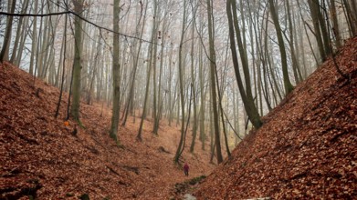 Person walking a wooded path with fallen leaves through a quiet autumn forest, dramatic