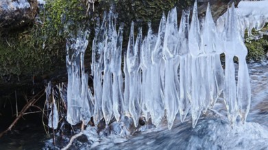 Icicles hang over a stream, framed by moss, winter view in nature, ice art, Franconian Forest
