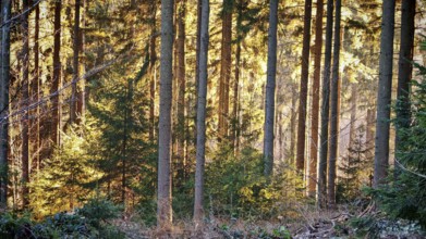 Bright sunlight shines through slender tree trunks in an autumnal forest, Fichtelgebirge,