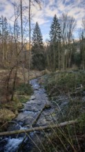 A small stream flows through the wintry forest, surrounded by bare trees and blue skies,