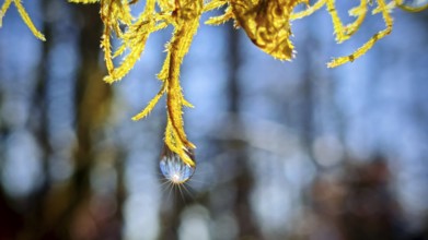 A drop of water hangs radiantly on a yellow plant that glitters in sunlight, Thuringian Forest