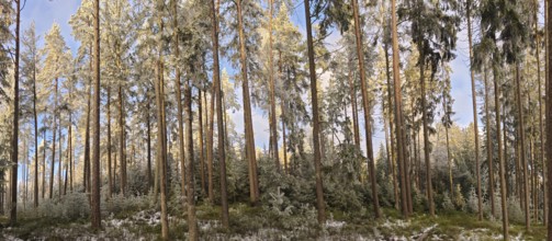 Snowy forest with tall pine trees under a blue sky, Frankenwald nature park Park