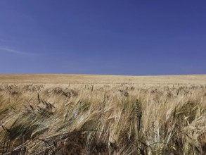 Wheat field (triticum) under a clear blue sky in summer, Franconian Forest nature park Park