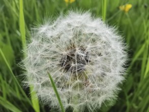 A dandelion (taraxacum officinale) in the seed stage, loose in the wind in front of a green field,