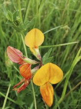Yellow flowers on a green meadow in a natural environment, Bird's-foot Trefoil (lotus