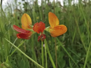 Yellow-orange flower in a green meadow landscape, Bird's-foot Trefoil (lotus corniculatus,