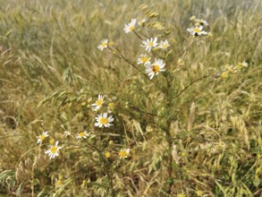 Several small daisies (bellis perennis) in a meadow landscape, Franconian Forest nature park Park,