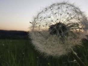 A dandelion (taraxacum officinale) in front of an evening sky in pastel colours on the horizon,