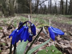 Blue flowers in humid, wooded area with raindrops, Siberian blue stars (Scilla siberica),