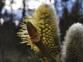 Willow catkins (salix caprea) with yellow inflorescences in front of a wooded background,
