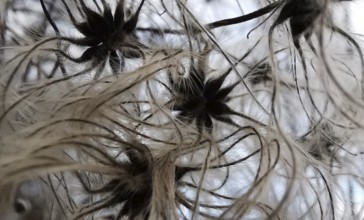 Wild seeds and fibres in close-up, abstract and organic pattern, traveller's joy (clematis