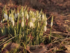 Snowdrops (Galanthus) in a meadow in spring, surrounded by green grass and brown soil, Franconian