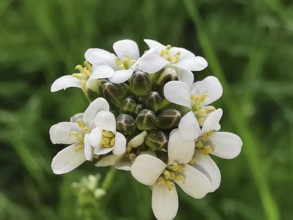 White flower of an Evergreen candytuft (iberis sempervirens) in close-up against a green
