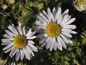 Close-up of two daisies (bellis perennis), bright white petals with yellow centre, Franconian