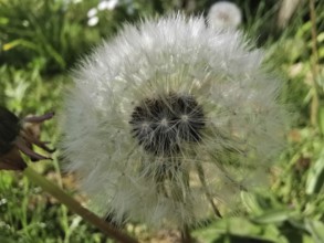 White dandelion (taraxacum officinale) in the meadow, ready for seed distribution, Thuringian