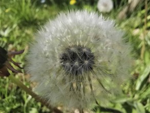 A close-up of a dandelion (taraxacum officinale) in the seed stage in a meadow, Thuringian Forest,
