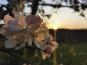 Blossoms in the foreground in front of a sunset in a romantic atmosphere, cherry blossom (prunus