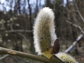 Soft willow catkin (salix caprea) on a branch in front of a forest background, Thuringian Forest,