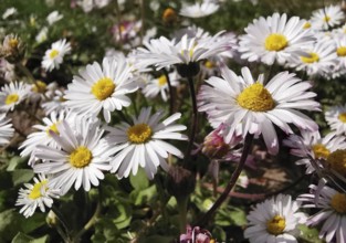 A meadow full of blooming daisies (bellis perennis) with white petals and yellow centres,