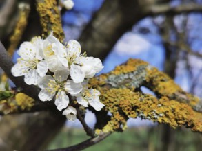 White blossoms on a moss-covered branch in spring light, with blue sky in the background, cherry