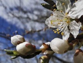 White flower buds and fully blossomed flowers in front of a blue sky, close-up, cherry blossom