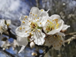 White blooming cherry blossoms (prunus serrulata) in front of a blue sky, spring awakening in