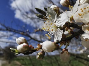 Blossoming branch with white flowers and buds, contrasted with a clear sky, cherry blossom (prunus