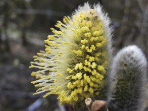 Close-up of a soft, yellow willow catkin (salix caprea) in nature, Thuringian Forest, Germany